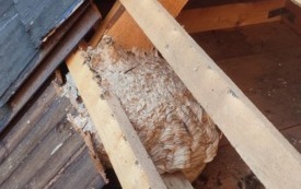 5980e560-0fd3-499c-af85-28bf0d4ba8e5 (1)