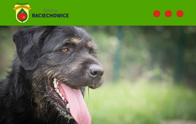 Zdjęcie do Możliwość adopcji zwierząt ze schroniska