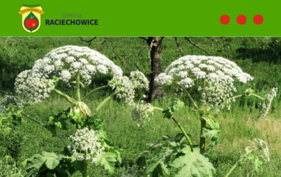 Zdjęcie do Barszcz Sosnowskiego